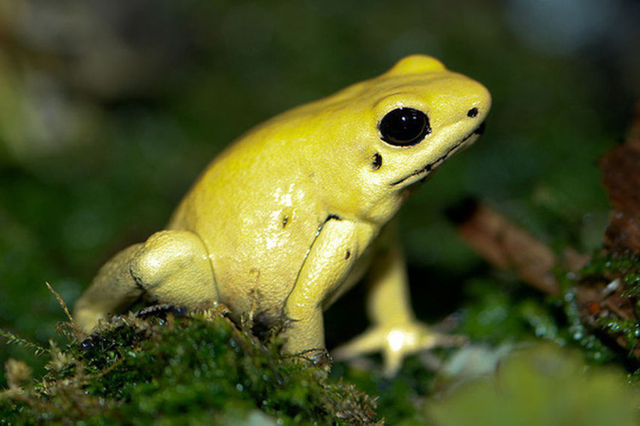 Đã có nhiều công trình nghiên cứu về độc tính của ếch phi tiêu độc nhưng các nhà khoa học vẫn chưa hoàn toàn tìm ra nguồn gốc chính xác của lượng độc tố có trên cơ thể loài ếch này. Có giả thuyết khoa học cho rằng, độc tố của ếch phi tiêu độc đến từ việc chúng ăn các sinh vật có độc tính