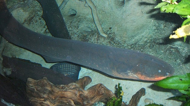 Một điều nữa cần biết là kể cả khi không cảm thấy có nguy hiểm xung quanh, chúng luôn phát ra một luồng điện khoảng 10V để sử dụng như một cơ chế radar điều hướng đến những vùng nước bùn lầy ưa thích, cũng như phân loại các con mồi tiềm năng.