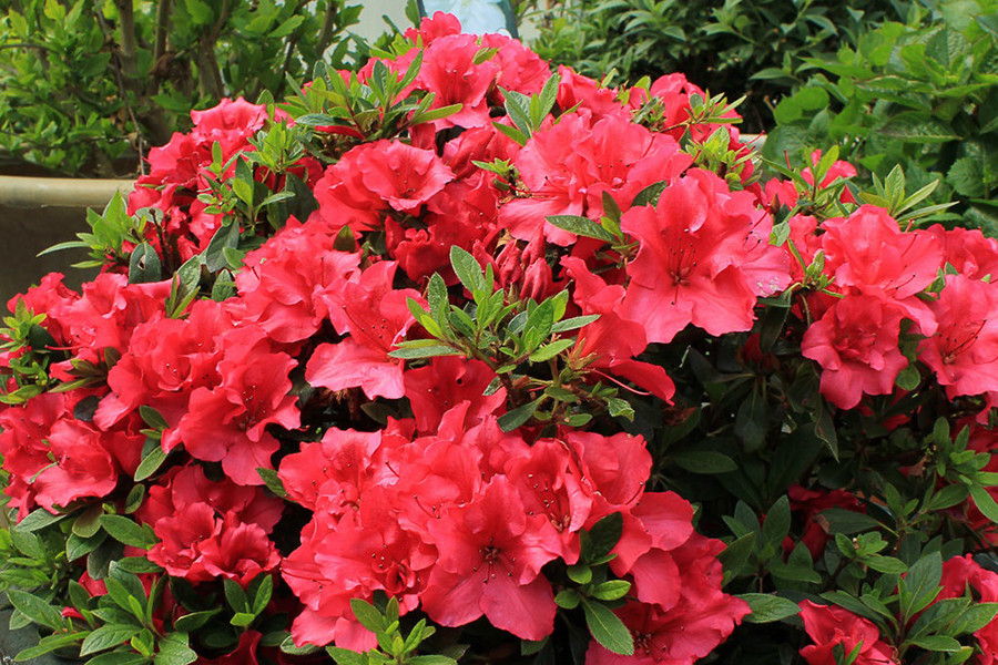 Với màu sắc rực rỡ, vẻ đẹp quyến rũ và say đắm, hoa đỗ quyên được nhiều gia đình tìm mua để trưng bày, trang trí nhà cửa.