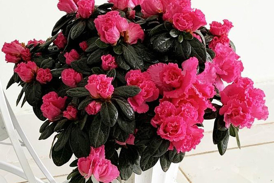 Tuy nhiên, lá hoa và mật hoa đều có độc. Nếu chẳng may nuốt phải đỗ quyên, chỉ một lượng nhỏ cũng có thể gây ngộ độc, nôn mửa và khó thở.