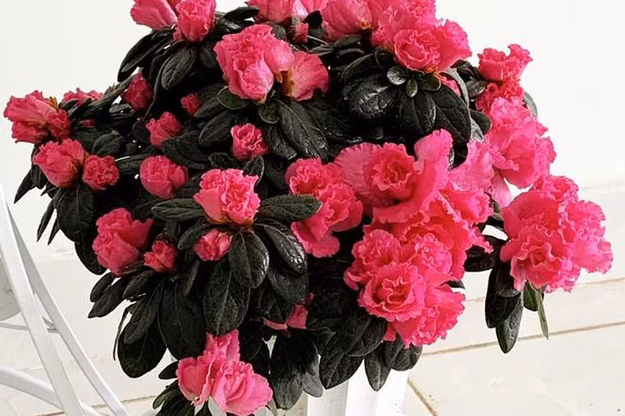 Tuy nhiên, lá hoa và mật hoa đều có độc. Nếu chẳng may nuốt phải đỗ quyên, chỉ một lượng nhỏ cũng có thể gây ngộ độc, nôn mửa và khó thở.