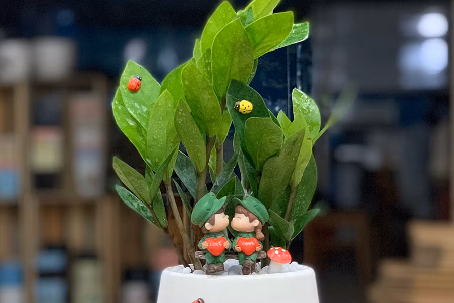 Tuy nhiên, cây kim tiền lại chứa độc tố. Cụ thể, trong cuống và lá của loài cây này chứa tinh thể canxi oxalat. Chất này có tác dụng hút khí độc trong không khí nhưng lại gây hại cho sức khỏe con người, gây kích thích các vùng da nhạy cảm, niêm mạc lưỡi, môi, màng nhầy cổ họng hoặc vùng kết mạc mắt. Trẻ em đùa nghịch ăn phải lá của cây kim tiền hoặc sơ ý làm nhựa dính lên da, niêm mạc có thể gây ngứa, nóng rát trong miệng dẫn đến sưng viêm, ngạt thở.