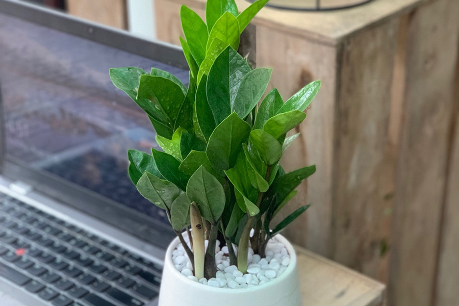 Do đó, khi trồng hoặc trang trí không gian gia đình bằng cây kim tiền, các bậc phụ huynh cần lưu ý về vị trí đặt cây, tránh xa tầm tay trẻ em để không xảy ra những hậu quả đáng tiếc.