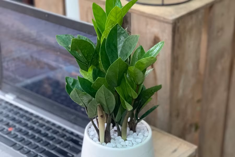 Do đó, khi trồng hoặc trang trí không gian gia đình bằng cây kim tiền, các bậc phụ huynh cần lưu ý về vị trí đặt cây, tránh xa tầm tay trẻ em để không xảy ra những hậu quả đáng tiếc.