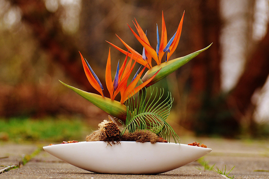 Tuy nhiên, ít ai biết rằng, loài hoa này chứa rất nhiều chất gây ngộ độc đường ruột. Tiếp xúc hoặc vô tình ăn phải hoa, hạt sẽ gây cảm giác buồn nôn, tiêu chảy, bỏng rát lưỡi và chóng mặt.