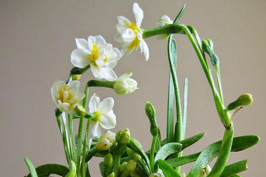 Hoa thủy tiên là một trong những loài hoa đẹp và được nhiều người yêu thích. Trồng hoa thủy tiên với mong muốn những điều tốt đẹp, may mắn sẽ đến với gia chủ.