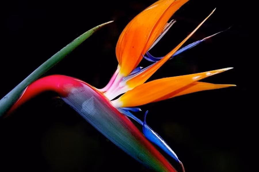 Thiên điểu hay hoa chim thiên đường là loại cây cảnh được nhiều người ưa chuộng. Hoa thiên điểu rất đẹp với sắc cam ánh tím, giống hình đầu chú chim thiên đường đầy kiêu hãnh.