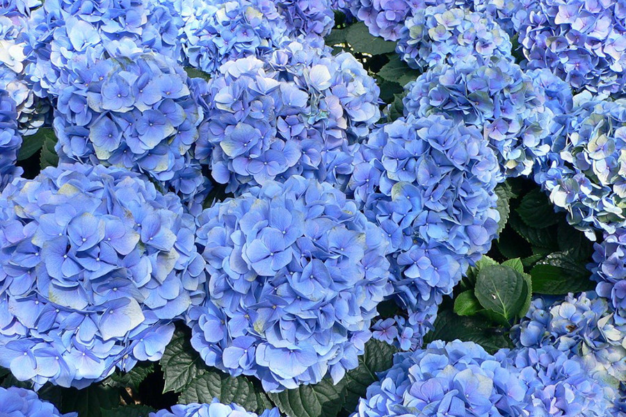 Tuy nhiên, cả lá và hoa cẩm tú cầu đều chứa độc tố. Nếu sơ ý ăn phải, người bệnh sẽ xuất hiện triệu chứng nôn, ngứa ngáy kèm theo đau bụng dữ dội. Nghiêm trọng hơn có thể dẫn tới hôn mê, co giật, rối loạn tuần hoàn máu. Vì vậy, mọi người cần lưu ý khi mua loài hoa này về nhà để trưng bày, đặc biệt gia đình có trẻ nhỏ.