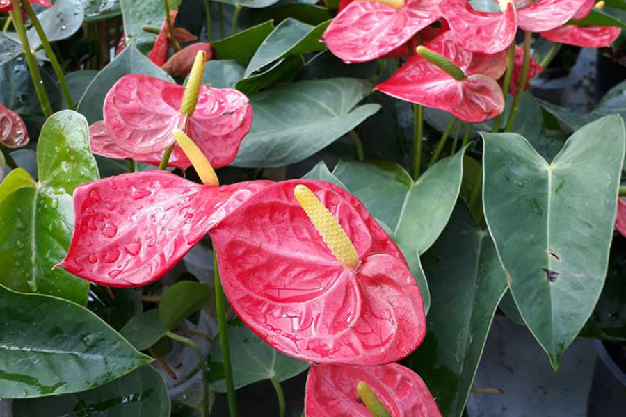 Với vẻ ngoài bắt mắt và công dụng giúp thanh lọc không khí, hồng môn đã trở thành một trong những loài cây cảnh được ưa chuộng tại Việt Nam. Hồng môn còn tượng trưng cho tình yêu và lòng hiếu khách.