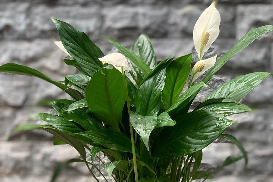 Nhưng với trẻ nhỏ và vật nuôi như chó, mèo thì sẽ nguy hiểm hơn. Trẻ ăn vào có thể xuất hiện các triệu chứng như ngứa ran, nóng rát, sau đó là sưng môi, miệng và lưỡi. Tiêu chảy, buồn nôn, nghẹt thở, suy thận là những hậu quả nghiêm trọng có thể gặp phải ở trẻ nhỏ nếu bất cẩn với loài cây cảnh này.