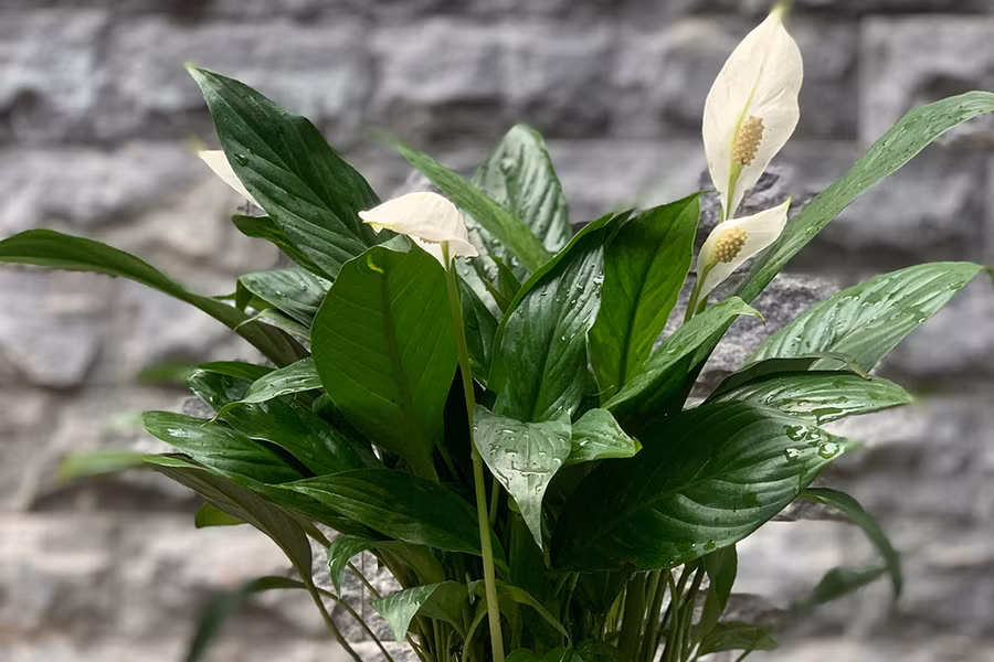 Nhưng với trẻ nhỏ và vật nuôi như chó, mèo thì sẽ nguy hiểm hơn. Trẻ ăn vào có thể xuất hiện các triệu chứng như ngứa ran, nóng rát, sau đó là sưng môi, miệng và lưỡi. Tiêu chảy, buồn nôn, nghẹt thở, suy thận là những hậu quả nghiêm trọng có thể gặp phải ở trẻ nhỏ nếu bất cẩn với loài cây cảnh này.