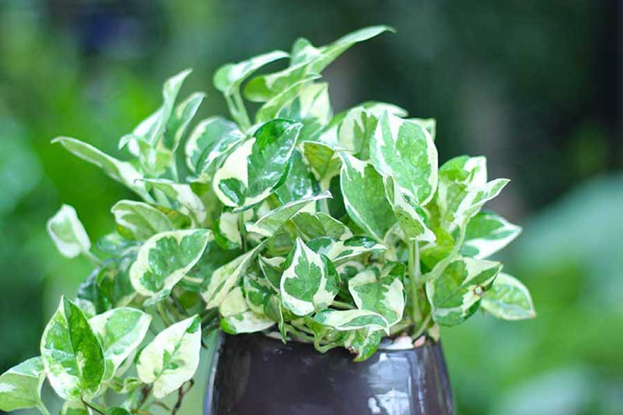 Tuy nhiên, cây trầu bà rất độc nếu vô tình ăn phải, vì lá và thân cây có chất độc calcium oxalate gây tiêu chảy, buồn nôn, bỏng rát niêm mạc miệng. Trường hợp nặng sẽ khiến nạn nhân bị hôn mê, sốc phản vệ dẫn đến tử vong.