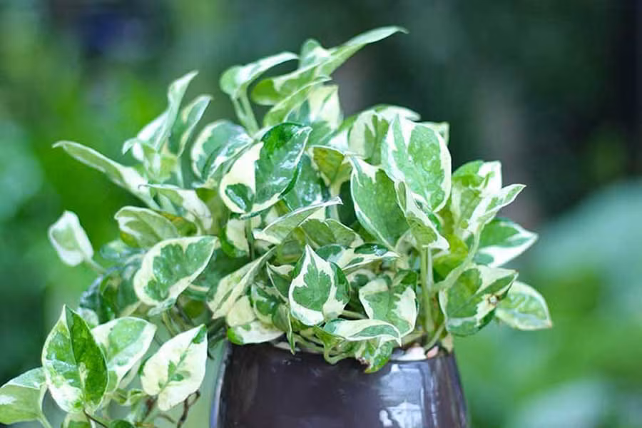 Tuy nhiên, cây trầu bà rất độc nếu vô tình ăn phải, vì lá và thân cây có chất độc calcium oxalate gây tiêu chảy, buồn nôn, bỏng rát niêm mạc miệng. Trường hợp nặng sẽ khiến nạn nhân bị hôn mê, sốc phản vệ dẫn đến tử vong.