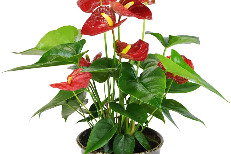 Tuy nhiên, hồng môn lại là loài thực vật toàn thân cây có độc, chúng chứa saponin và các tinh thể oxalat canxi. Nếu lỡ ăn phải lá hồng môn, nạn nhân sẽ bị sưng miệng và kích ứng ở cổ họng. Lá và các bộ phận khác của hồng môn dí sát vào da người có thể gây phát ban và rộp mụn nước.