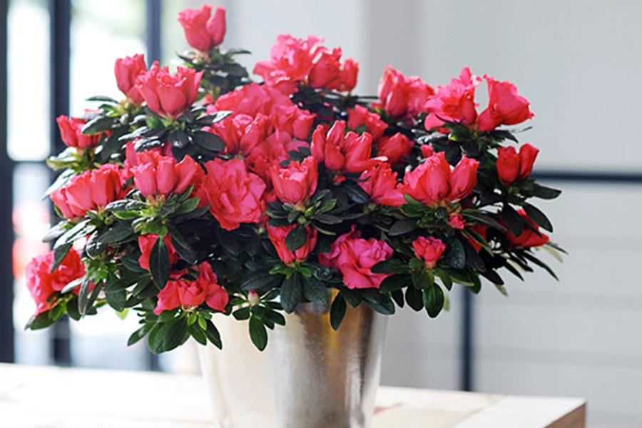 Do đó, các gia đình có trẻ nhỏ cần lưu ý khi dùng đỗ quyên để làm cảnh, để xa tầm tay của trẻ em, tránh trường hợp các bé ngắt hoa, lá, bẻ cảnh bỏ vào miệng.