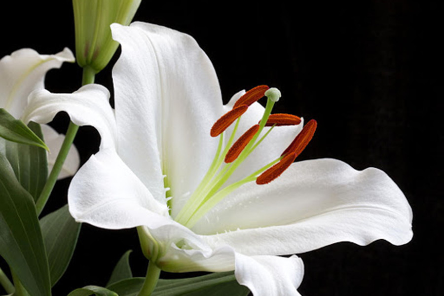 Hoa ly là loại hoa được nhiều người yêu thích và dùng để trang trí nhà cửa bởi màu sắc đẹp, hương thơm ấn tượng và độ bền cao. Ngoài ra, loài hoa này còn giúp khử độc trong nhà tương đối hiệu quả.