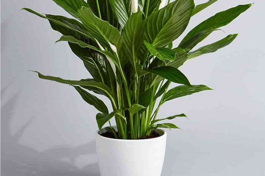 Tuy nhiên, chúng ta cần lưu ý bởi trong lá, củ của loài cây này có chất canxi oxalat độc hại với đường ruột. Đối với người trưởng thành, nếu ăn phải các bộ phận của cây Lan ý với lượng nhỏ thì sẽ không gây ảnh hưởng quá nghiêm trọng.