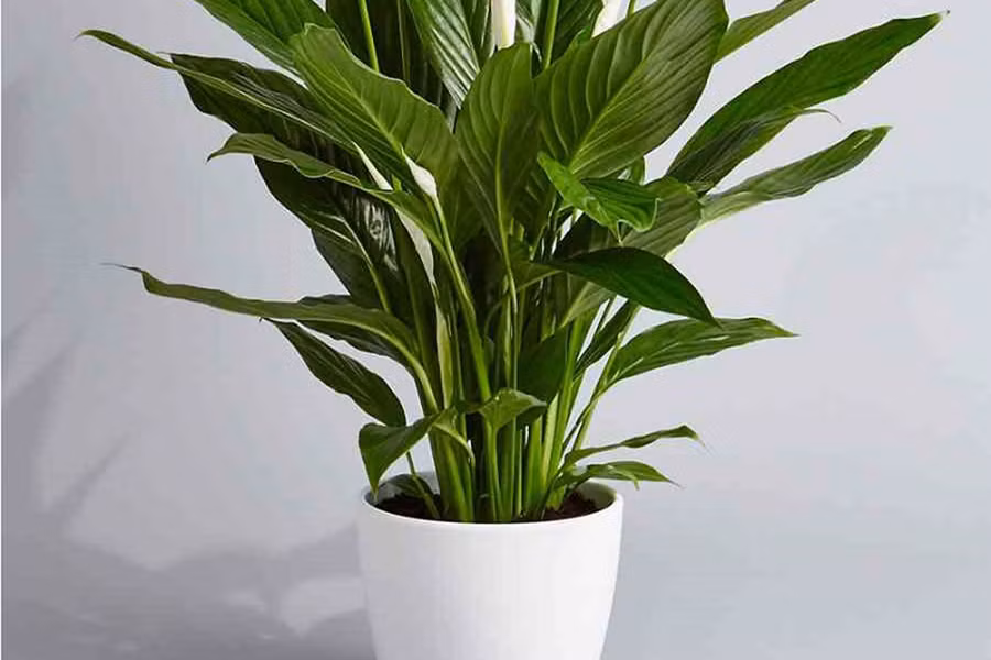 Tuy nhiên, chúng ta cần lưu ý bởi trong lá, củ của loài cây này có chất canxi oxalat độc hại với đường ruột. Đối với người trưởng thành, nếu ăn phải các bộ phận của cây Lan ý với lượng nhỏ thì sẽ không gây ảnh hưởng quá nghiêm trọng.