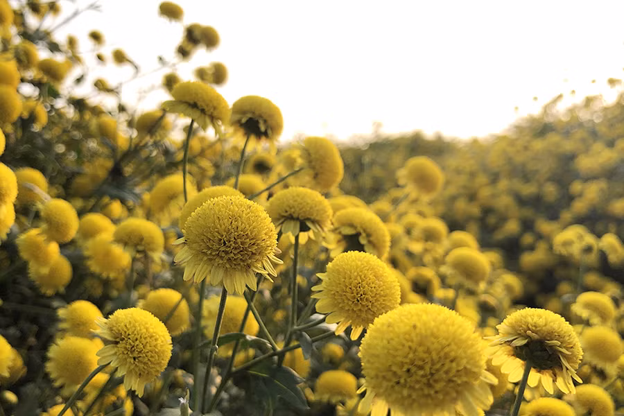 Hoa cúc là loại hoa phổ biến trong văn hóa người Việt, thường được sử dụng để trang trí, trưng bày trong những dịp lễ, Tết. Trong phong thủy, loài hoa này tượng trưng cho sự trường thọ, cát tường, dài lâu.