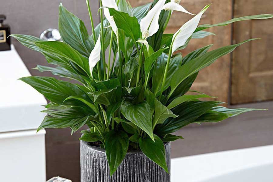 Lan ý là một loài cây khá phổ biến. Không chỉ mang lại một không gian xanh, loài cây này còn giúp thanh lọc không khí vô cùng hiệu quả. Ngoài ra, theo phong thủy, nhiều người tin rằng loài cây này khi đặt trong nhà sẽ giúp cuộc sống của gia đình bạn sẽ trở nên tốt đẹp hơn.