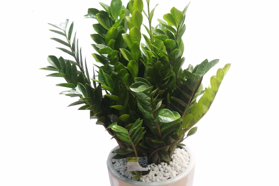 Với ý nghĩa "hút tiền, hút lộc" mang đến giàu sang, phú quý, thịnh vượng, an vui, kim tiền là loại cây cảnh được nhiều người yêu thích.