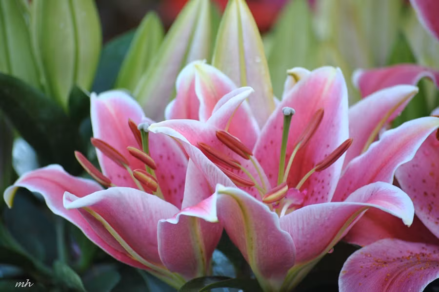 Tuy nhiên, hoa y có hương thơm quá nồng. Đặc biệt, nếu trong một căn phòng đóng kín cửa mà để nhiều hoa ly, chúng sẽ lấy đi hết oxy trong phòng. Người ở trong phòng đó sẽ mệt mỏi, khó chịu và mất tập trung.