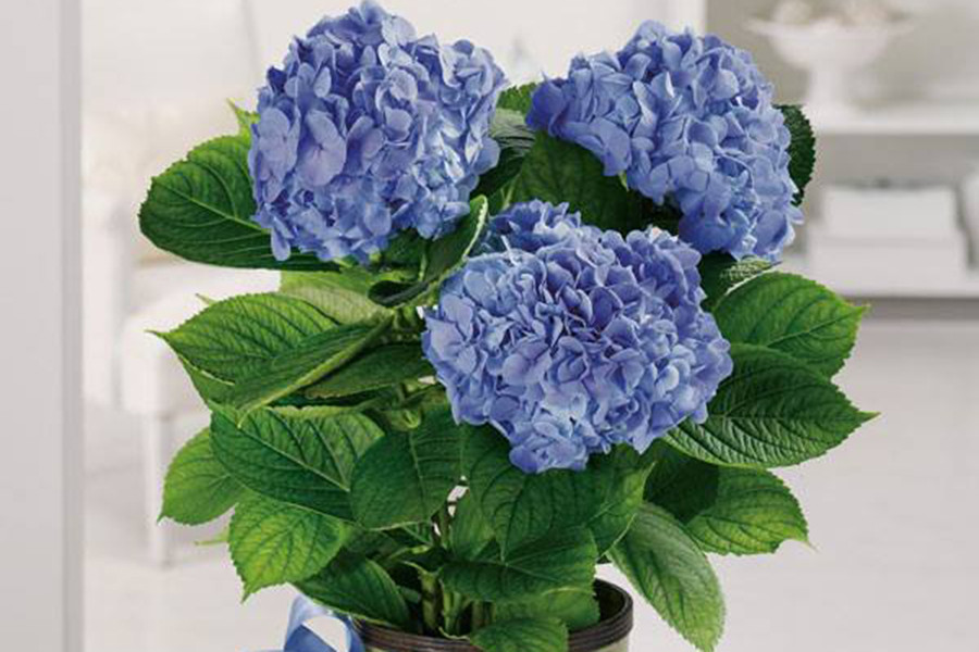 Cẩm tú cầu với những cánh hoa mỏng manh, đan xen vào nhau tạo thành từng khối cầu, tượng trưng cho sự tròn đầy, viên mãn, đoàn kết và hướng về gia đình. Đây là loại hoa được nhiều người yêu thích và dùng để trưng bày, đem đến nguồn năng lượng mới cho căn nhà.