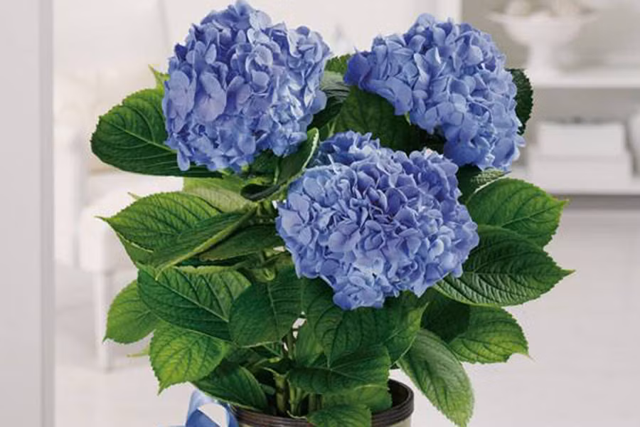 Cẩm tú cầu với những cánh hoa mỏng manh, đan xen vào nhau tạo thành từng khối cầu, tượng trưng cho sự tròn đầy, viên mãn, đoàn kết và hướng về gia đình. Đây là loại hoa được nhiều người yêu thích và dùng để trưng bày, đem đến nguồn năng lượng mới cho căn nhà.