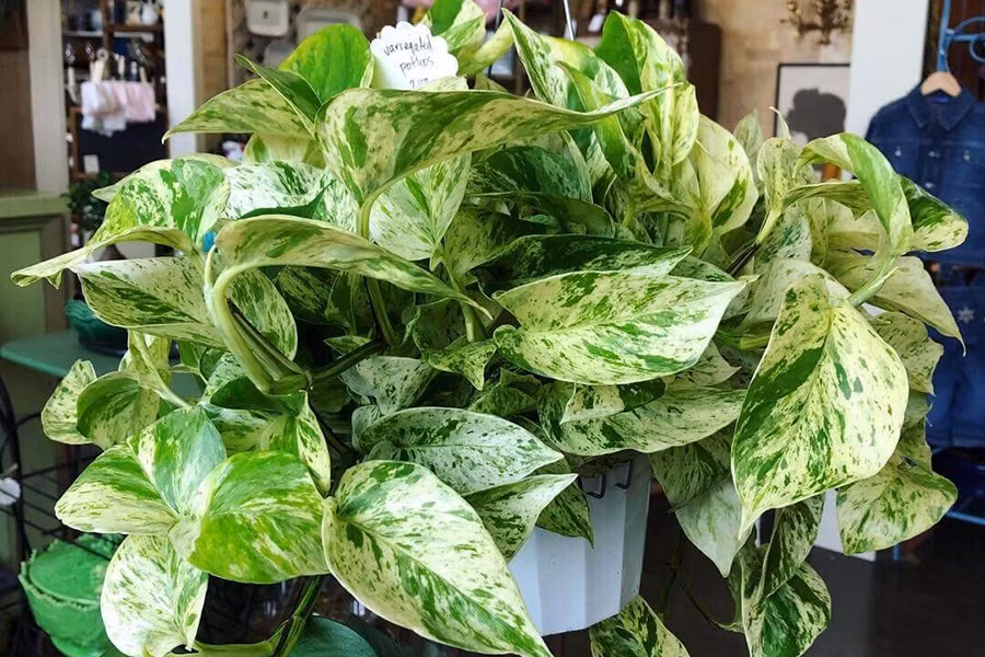 Cây trầu bà không chỉ có tuổi thọ cao, dễ chăm sóc mà còn có khả năng hút các loại chất độc, khí thải, bức xạ các thiết bị điện tử như điện thoại, máy tính, các khí benzen... cực tốt. Bên cạnh đó, trầu bà còn có tượng trưng cho sự sinh sôi, phát triển thịnh vượng.