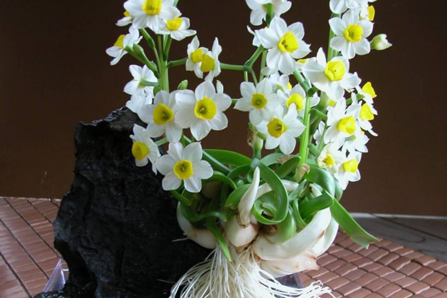 Tuy nhiên, người chơi hoa thủy tiên cần lưu ý, củ của cây hoa này có chứa chất alkaloids. Nếu vô tình ăn phải nó có thể gây nguy hiểm tới tính mạng, với các triệu chứng ban đầu như buồn nôn, tiêu chảy, rối loạn nhịp tim...