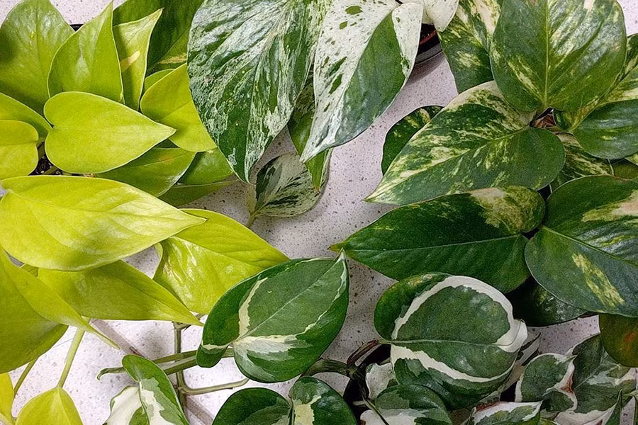 Đối với gia đình có trẻ nhỏ, các bậc phụ huynh không nên để trẻ tiếp xúc, ăn, nhai hay nuốt các bộ phận của cây. Tốt hơn hết, chúng ta cần đặt cây ở vị trí cao, xa tầm mắt của trẻ.