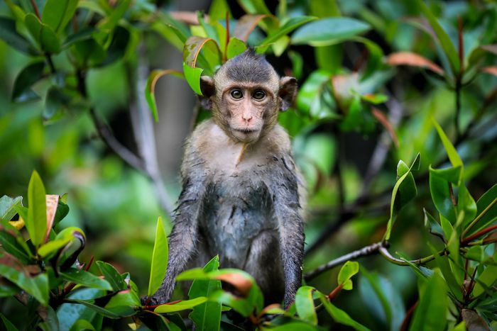 Chúng tự do đi lại, tràn ra đường bắt rận cho nhau và không ngại đến gần con người xin thức ăn hay trêu ghẹo.