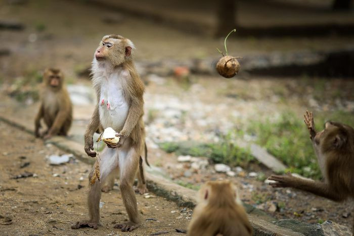 Xem thêm những hình ảnh thú vị về khỉ trên huyện đảo Cần Giờ.