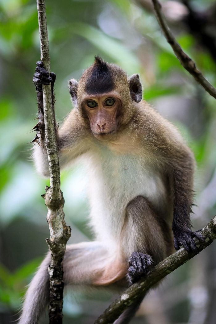 Trong nhiều địa danh nổi tiếng, đảo khỉ là điểm đến hứa hẹn thu hút du khách trong thời gian tới.