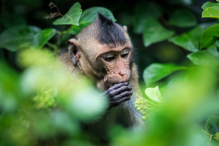 Đảo có khoảng 2.000 con khỉ sinh sống trong môi trường hoang dã, giữa hệ sinh thái rừng ngập mặn.
