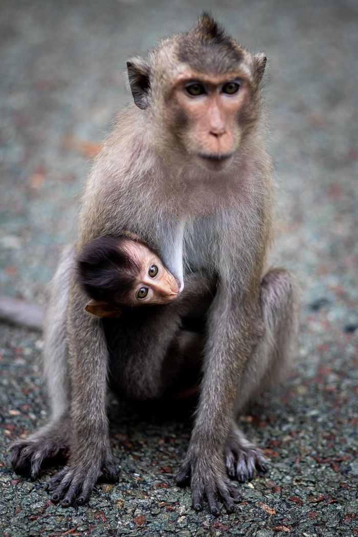 Dịch bệnh cơ bản được kiểm soát, bên cạnh việc phục hồi kinh tế và hoạt động sản xuất, kinh doanh, huyện đảo duy nhất của TP.HCM được giao thêm nhiệm vụ phát triển du lịch.