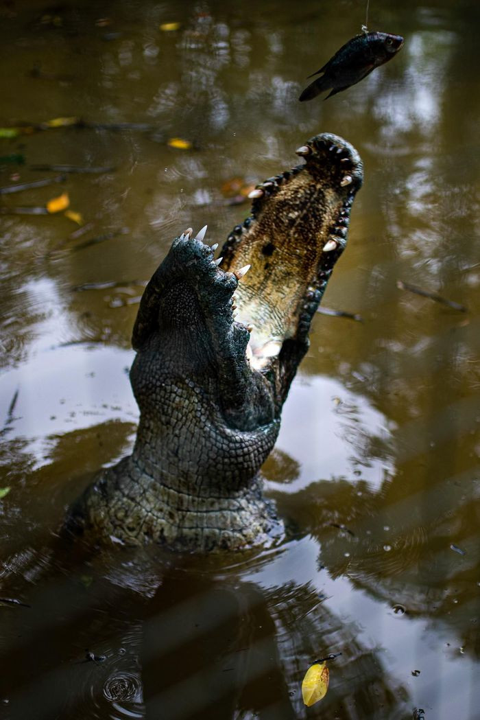 Thỉnh thoảng, chúng phóng lên khỏi mặt nước, nhe hàm răng sắc nhọn đớp mồi.