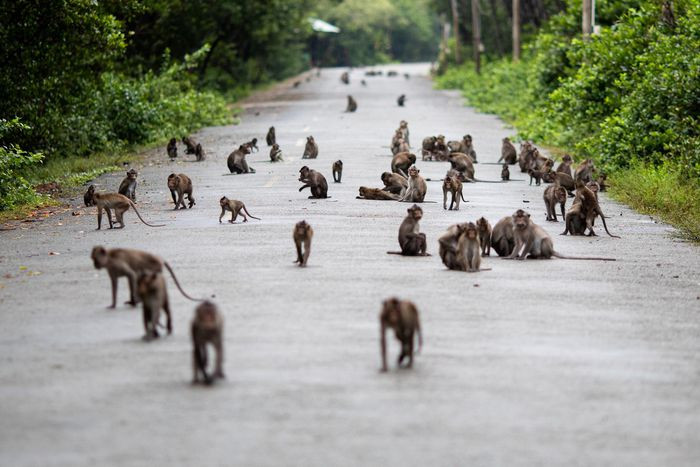 Từ trung tâm TP.HCM, du khách di chuyển quãng đường chừng 50 km, nhiều đoạn xuyên qua khu rừng đước xanh ngát, mát mẻ.