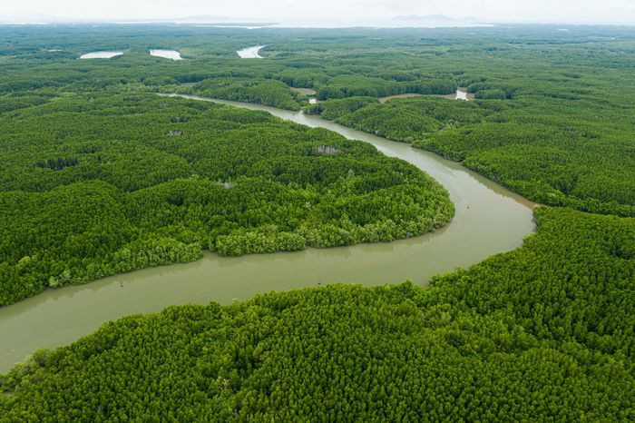 Đến địa điểm thuộc khu dự trữ sinh quyển ngập mặn Cần Giờ, bạn có thể chiêm ngưỡng nhiều loài động vật, tham gia trò chơi gần gũi thiên nhiên hay thưởng thức ẩm thực...