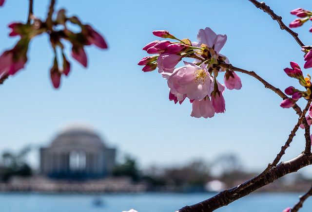 Nhiệt độ ấm lên vào cuối tuần trước đã giúp hoa nở. Chỉ cần gió không quá mạnh, thời điểm cây ra hoa nhiều nhất sẽ là cảnh tượng đẹp cho người dân chiêm ngưỡng. Ảnh: Edward Wood.