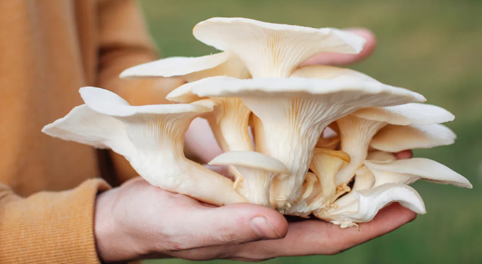 Ngoài ra, nấm còn có đến 18 loại axit amin là nguồn gốc để sản sinh mô cơ và các tế bào trong cơ thể. Ảnh: Healthline.