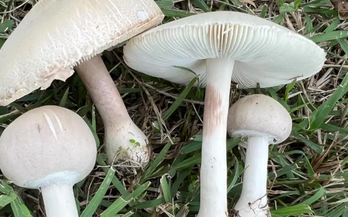 Tuy nấm ít chất béo, nhưng hàm lượng axit béo không bão hòa cao, có thể làm giảm cholesterol. Đây là một loại thực phẩm có tác dụng phòng ngừa các bệnh về tim mạch tốt. Ảnh: Fox 29.