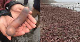 Hàng nghìn con "cá dương vật" nhuốm đỏ bãi biển Drake's ở phía bắc bang California, Mỹ.