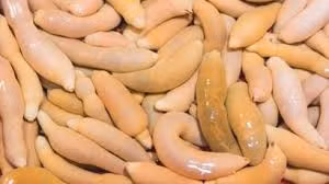 Loài giun thìa, có thể sống tới 25 năm, ăn và bơi bằng cách sử dụng các vòi dạng thìa của chúng.