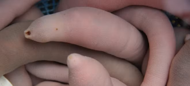 Sau khi được rửa sạch thì cá dương vật sẽ được cắt ra thành lát nhỏ vừa ăn. Do được phục vụ tươi sống nên nhiều khi đã dọn ra đĩa rồi mà những lát cá dương vật vẫn còn ngọ nguậy khiến không ít thực khách phải bỏ chạy và không dám dùng thử.