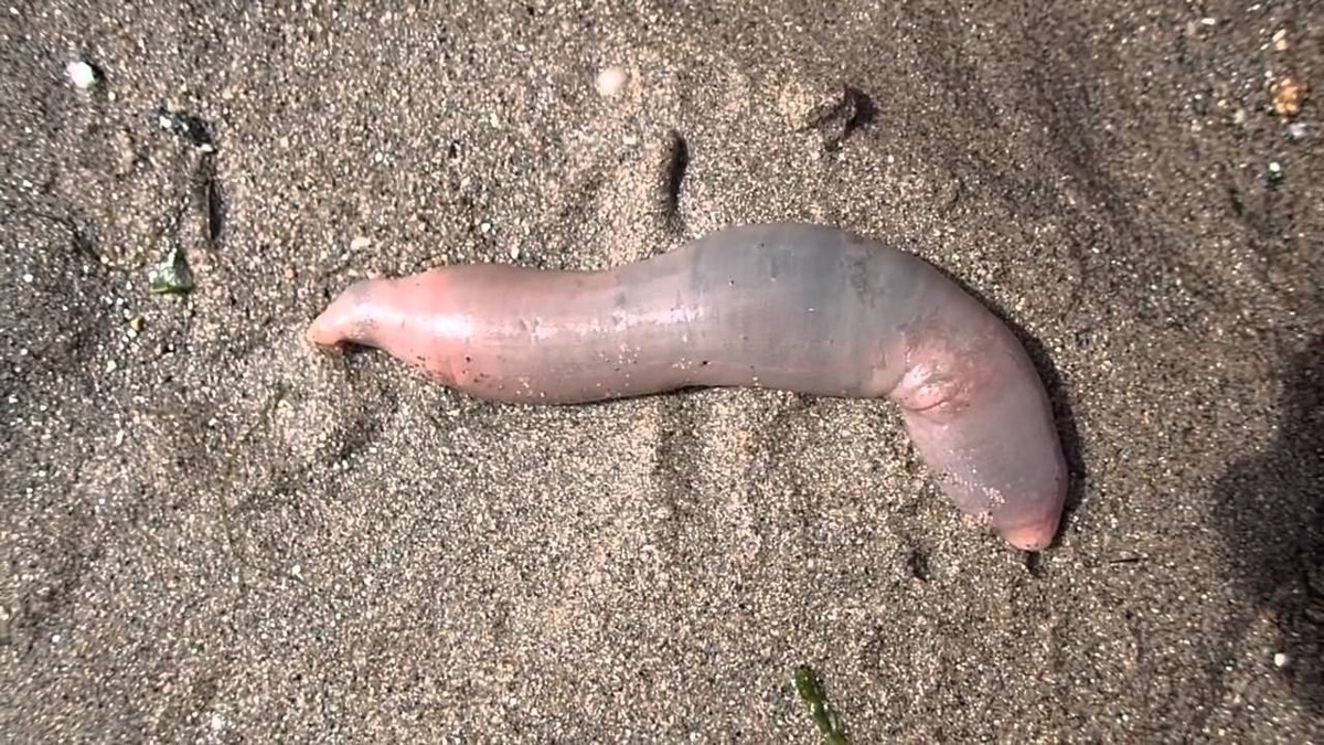 Loài sinh vật đặc biệt này thường sống tập trung ở vùng biển phía Bắc Trung Quốc, Nhật Bản và Hàn Quốc.