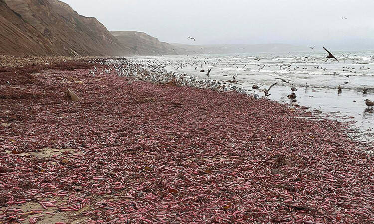 Nhà sinh vật học Ivan Parr đã phát hiện và chụp lại cảnh tượng hàng ngàn con giun thìa biển Urechis caupo, với tên gọi phổ biến là " cá dương vật" dạt vào một bờ biển phía nam bang California, Mỹ.
