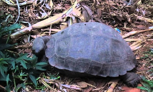 Loài rùa to lớn này có các mảnh sừng thu gọn, kỳ lạ ở ngực trên phần yếm của nó, đứng tách biệt hẳn. Mỗi bên sườn có các vảy to có gai. Mai và các bộ phận mềm màu xám nâu đậm, đôi khi có các vệt màu vàng mờ ở chính giữa mỗi mảnh sừng trên mai.