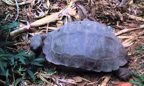 Loài rùa to lớn này có các mảnh sừng thu gọn, kỳ lạ ở ngực trên phần yếm của nó, đứng tách biệt hẳn. Mỗi bên sườn có các vảy to có gai. Mai và các bộ phận mềm màu xám nâu đậm, đôi khi có các vệt màu vàng mờ ở chính giữa mỗi mảnh sừng trên mai.
