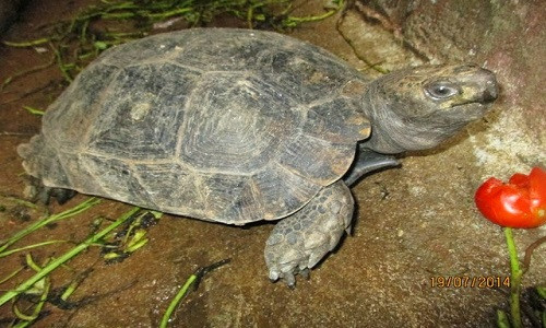 Con đực gần giống như con cái. Rùa con có các mảnh sừng ít nhô ra hơn, và các mảnh sừng ở sống lưng và cạnh rìa có thể hơi lõm vào.